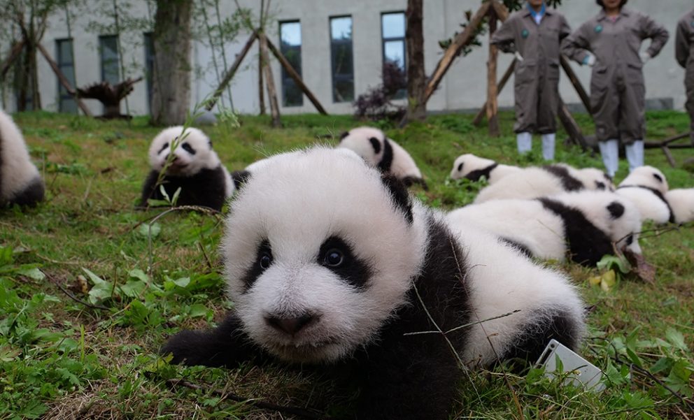 Panda